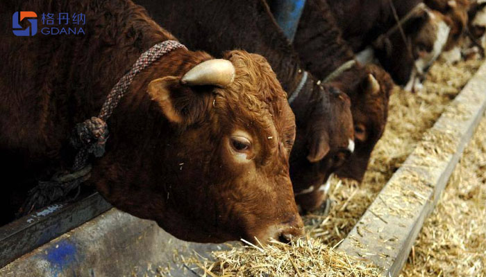 飼料存在重金屬動物健康，智能石墨消解儀為您擺脫束縛